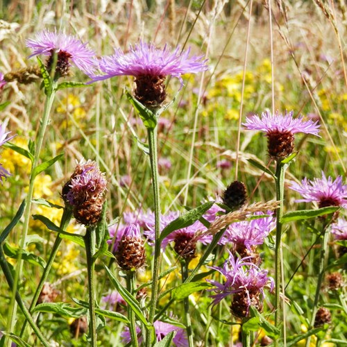 Centaurea jacea [L.]Em Nature-Guide de RikenMon