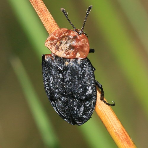 Oiceoptoma thoracicum [L.]En la Guía-Naturaleza de RikenMon