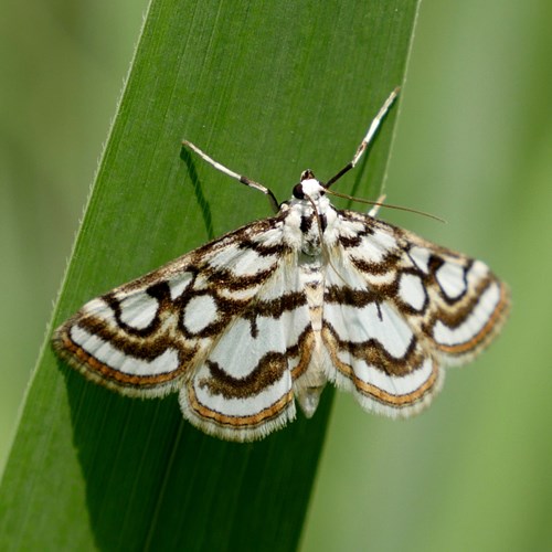 Nymphula nitidulata [L.]En la Guía-Naturaleza de RikenMon