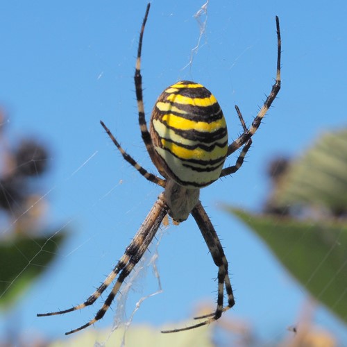 Wasp spideron RikenMon's Nature-Guide