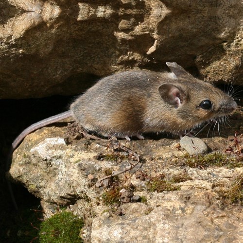 Souris de terreSur le Nature-Guide de RikenMon