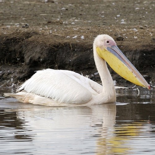 Розовый пеликанна Nature-Guide RikenMon в