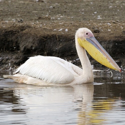 Pélican blancSur le Nature-Guide de RikenMon