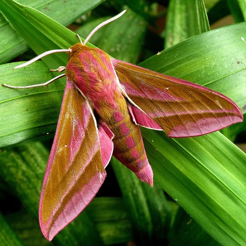 Mittlerer WeinschwärmerAuf RikenMons Nature-Guide