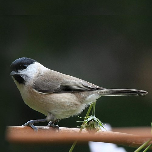 Mésange nonnetteSur le Nature-Guide de RikenMon