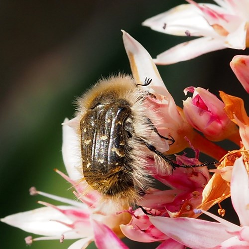 Tropinota squalida [L.]на Nature-Guide RikenMon в