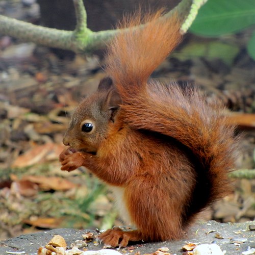 Ardilla roja En la Guía-Naturaleza de RikenMon