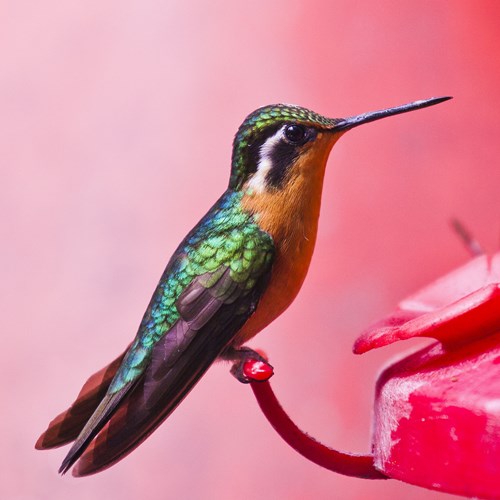 Colibrí gorjipúrpuraEn la Guía-Naturaleza de RikenMon