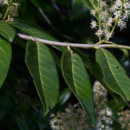 Laurocerasosu guida naturalistica di RikenMon