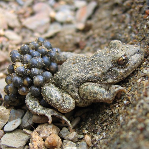 Crapaud accoucheurSur le Nature-Guide de RikenMon