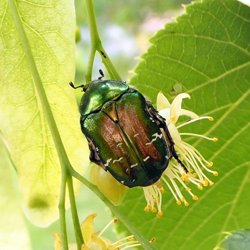 Goldglänzender RosenkäferAuf RikenMons Nature-Guide