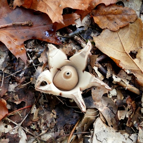 Geastrum triplex [L.]Em Nature-Guide de RikenMon