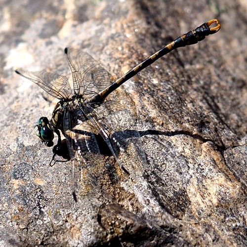 Onychogomphus forcipatus [L.]на Nature-Guide RikenMon в