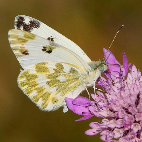 Pontia daplidice [L.]在RikenMon的自然指南