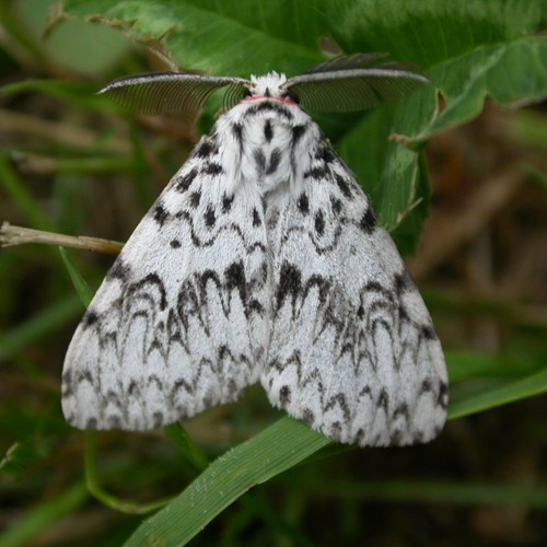 Lymantria monacha [L.]su guida naturalistica di RikenMon