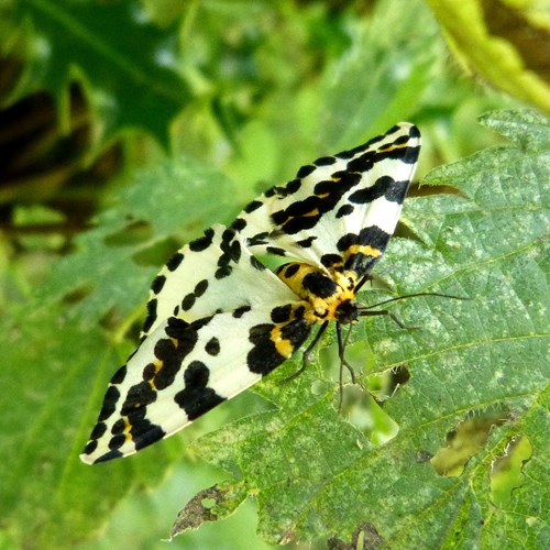 Abraxas grossulariata [L.]En la Guía-Naturaleza de RikenMon