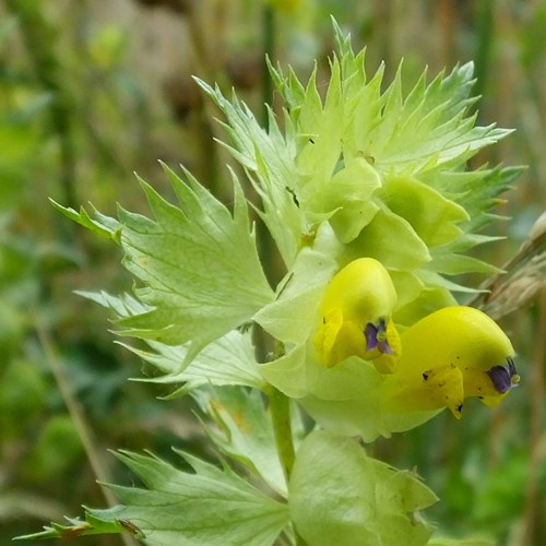 Rhinanthus angustifolius [L.]在RikenMon的自然指南