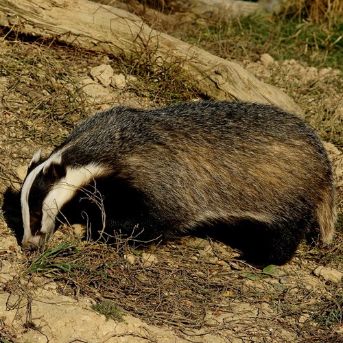 Blaireau européenSur le Nature-Guide de RikenMon