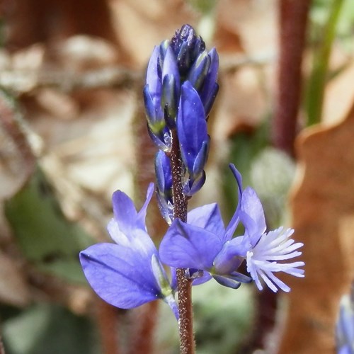 Polygala amarella [L.]su guida naturalistica di RikenMon