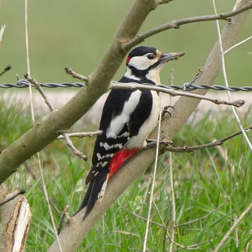 Grote bonte spechtop RikenMon's Natuurgids