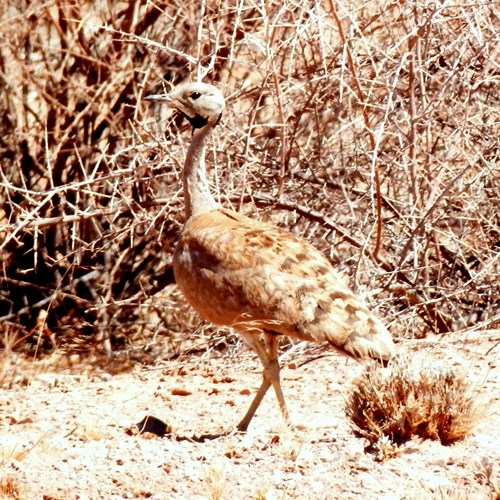 Otarda del Karoosu guida naturalistica di RikenMon