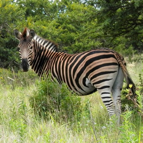 Zebra di pianurasu guida naturalistica di RikenMon