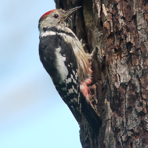 Picchio rosso mezzanosu guida naturalistica di RikenMon