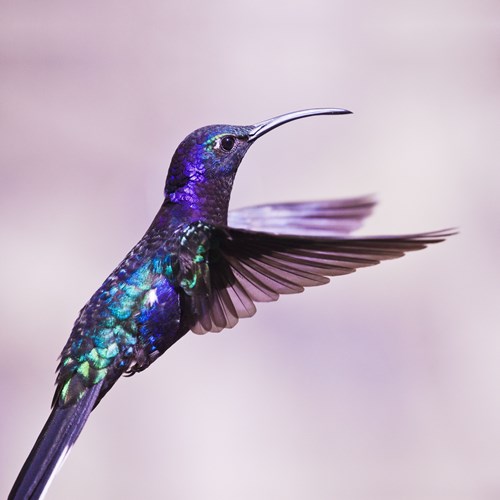紫刀翅蜂鸟在RikenMon的自然指南