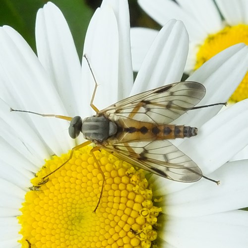 Rhagio scolopaceus [L.]на Nature-Guide RikenMon в