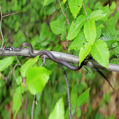 Culebra de Esculapio En la Guía-Naturaleza de RikenMon