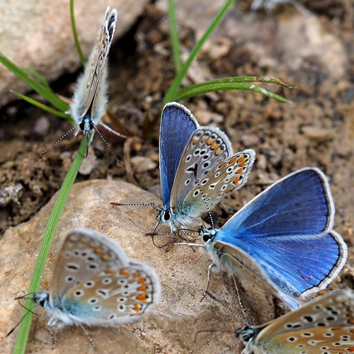 Polyommatus icarus [L.]En la Guía-Naturaleza de RikenMon