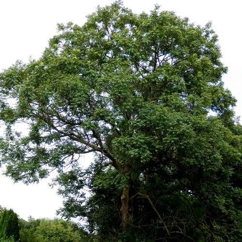 Fresno norteñoEn la Guía-Naturaleza de RikenMon