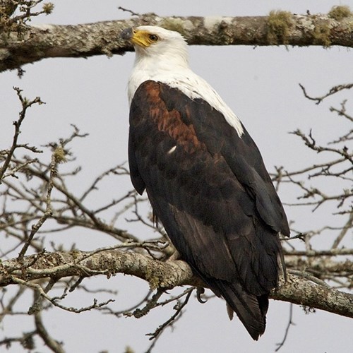 Aquila pescatrice africanasu guida naturalistica di RikenMon