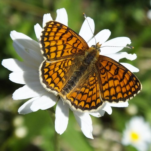 Melitaea deione [L.]En la Guía-Naturaleza de RikenMon