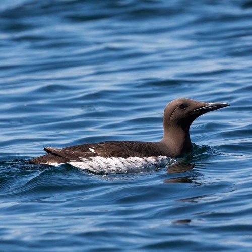 Guillemot de TroïlSur le Nature-Guide de RikenMon