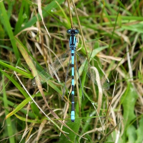 Libélula común azulEn la Guía-Naturaleza de RikenMon