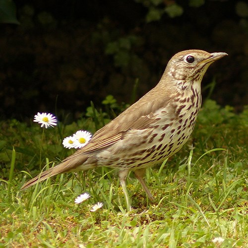 Zorzal comúnEn la Guía-Naturaleza de RikenMon