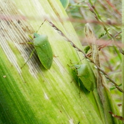 Southern green stink bug on RikenMon's Nature-Guide
