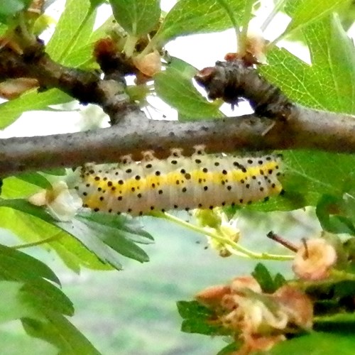 Diloba caeruleocephala [L.]En la Guía-Naturaleza de RikenMon