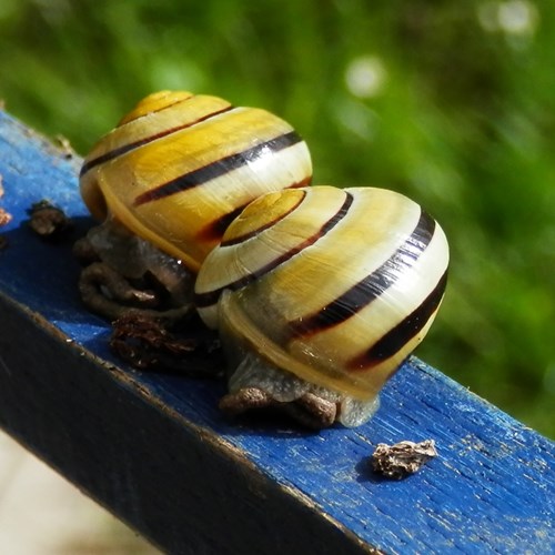 Cepaea hortensis [L.]Em Nature-Guide de RikenMon