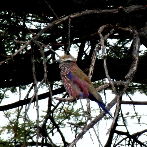 Ghiandaia marina caporossicciosu guida naturalistica di RikenMon