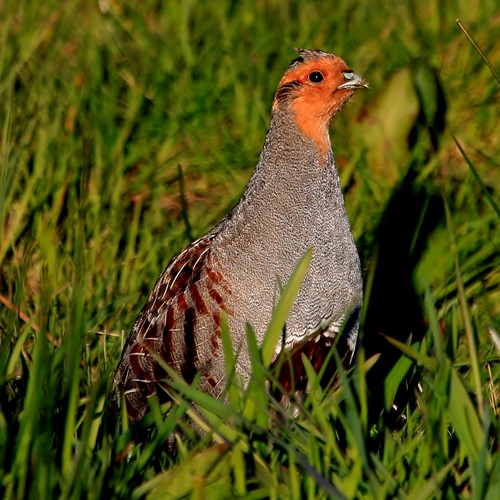 Patrijsop RikenMon's Natuurgids