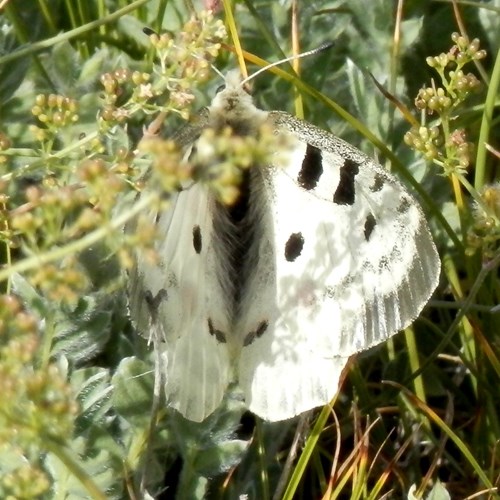 Parnassius apollo [L.]Em Nature-Guide de RikenMon