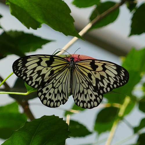 Papiervlinderop RikenMon's Natuurgids