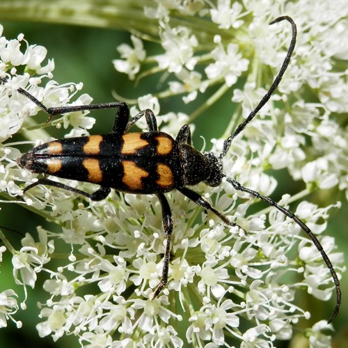 Leptura quadrifasciata [L.]在RikenMon的自然指南