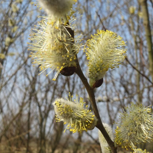 Salix caprea [L.]Em Nature-Guide de RikenMon