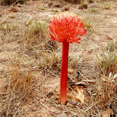 Haemanthus amarylloides [L.]su guida naturalistica di RikenMon