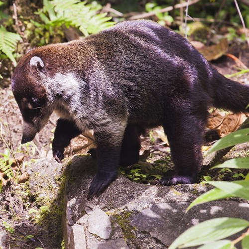 Coati à nez blancSur le Nature-Guide de RikenMon