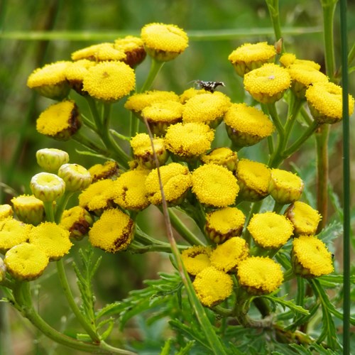 Boerenwormkruidop RikenMon's Natuurgids