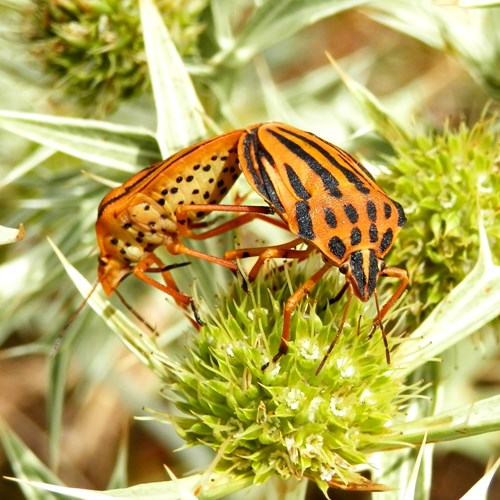 Graphosoma semipunctatum [L]En la Guía-Naturaleza de RikenMon